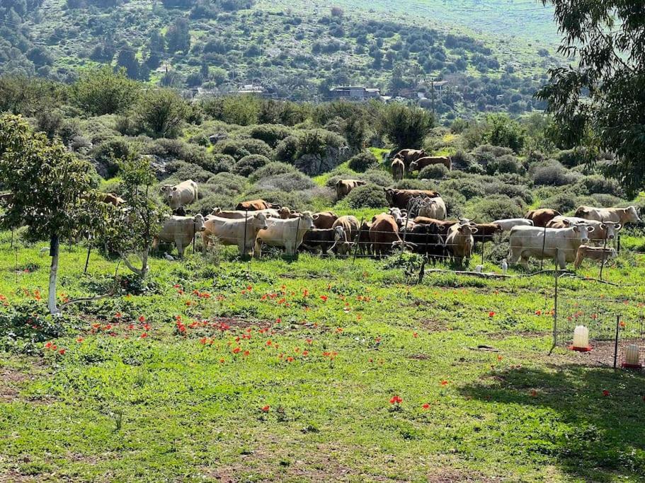 אחוזת היניבים Yaniv Estate Villa Nurit Eksteriør bilde